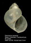 Elachisina canarica