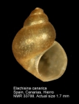 Elachisinidae