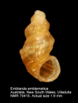 Emblandidae