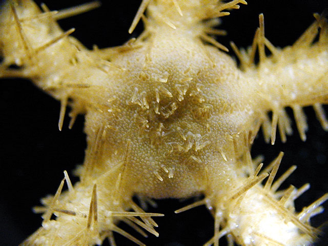 Ophiacantha pentactis 3 Ophiacantha pentactis 3