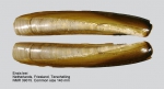 Pharidae