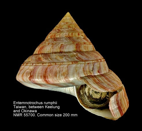 Entemnotrochus rumphii