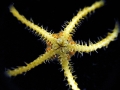 Echinodermata (echinoderms)