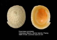 Eoacmaea conoidalis