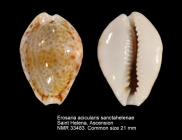 Erosaria acicularis sanctahelenae