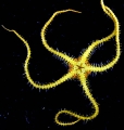 Echinodermata (echinoderms)