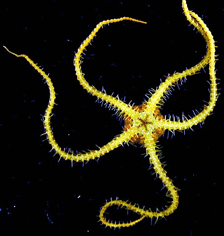 Ophiacantha antarctica 2