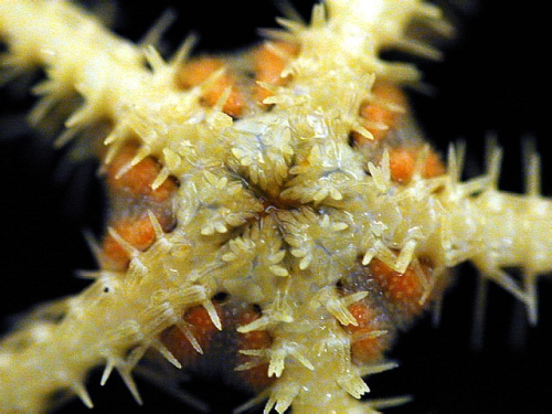 Ophiacantha antarctica 3