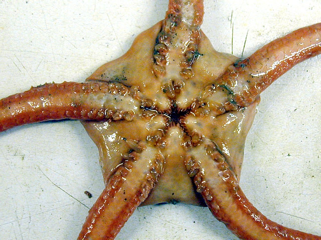 Ophiosparte gigas Ophiosparte gigas