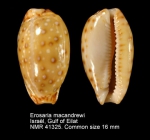 Erosaria macandrewi