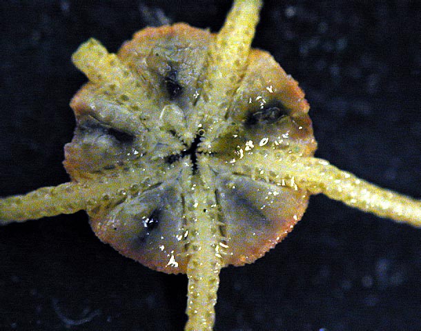 Ophioleuce regulare Ophioleuce regulare