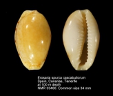Erosaria spurca cascabullorum