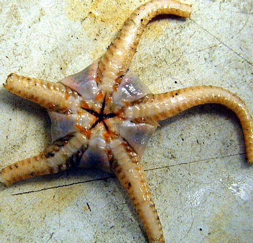 Ophioperla koehleri Ophioperla koehleri