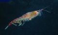 Crustacea (crustaceans)