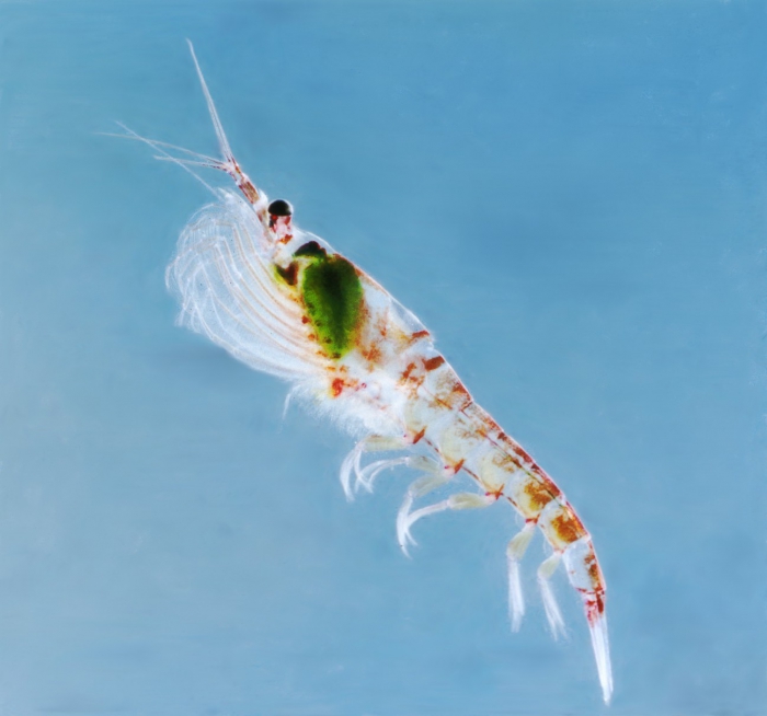Euphausia superba Euphausia superba