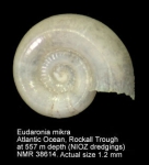 Eudaroniidae