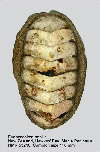 Eudoxochiton (Eudoxochiton) nobilis