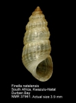 Finella natalensis