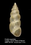 Scaliolidae