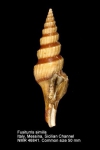 Fusiturridae