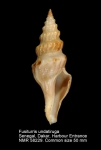 Fusiturridae