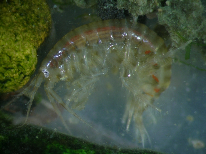 Gammarus tigrinus Gammarus tigrinus