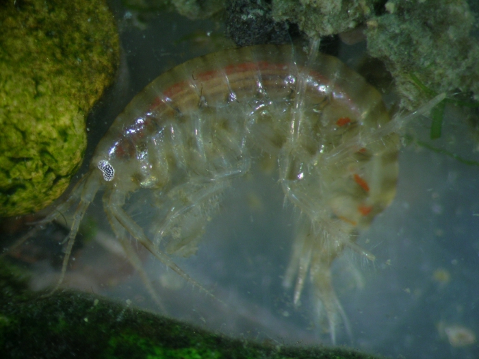 Gammarus tigrinus