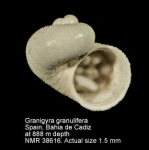 Granigyra granulifera