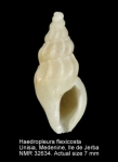 Haedropleura flexicosta