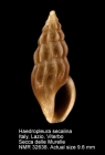 Haedropleura secalina