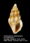 Horaiclavidae