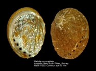 Haliotis coccoradiata