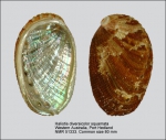 Haliotis diversicolor squamata
