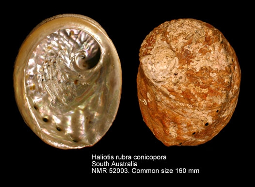 Haliotis rubra conicopora