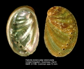 Haliotis tuberculata