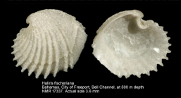 Haliris fischeriana