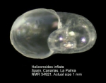 Heliconoides inflata
