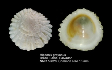 Hipponix grayanus