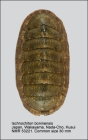 Ischnochiton boninensis
