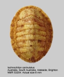 Ischnochiton carinulatus