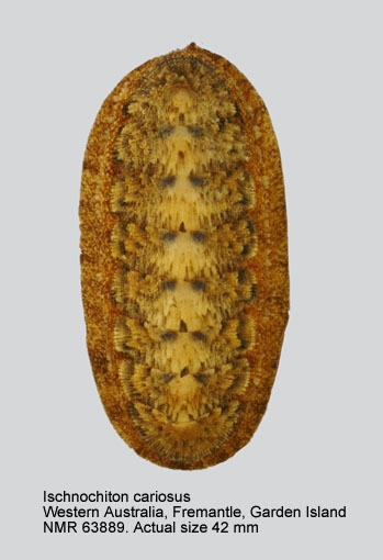 Ischnochiton cariosus