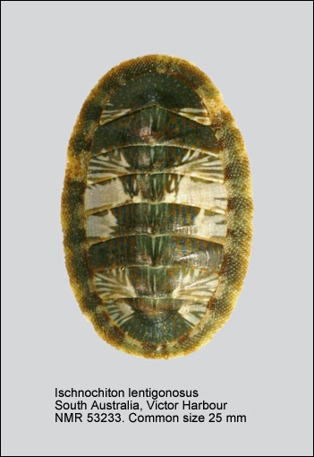 Ischnochiton lentiginosus