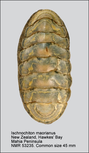 Ischnochiton maorianus