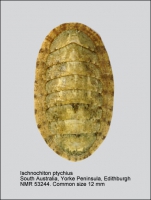 Ischnochiton ptychius