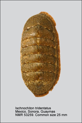 Ischnochiton tridentatus