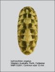 Ischnochitonidae