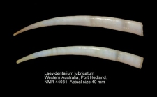 Laevidentalium lubricatum