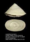Lepetellidae