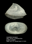 Lepetellidae