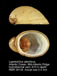 Lepetodrilidae